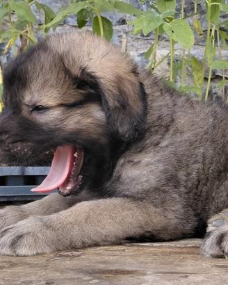 Disponibili cuccioli Akita x Pastore della Sila