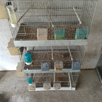 Diamantini mandarino