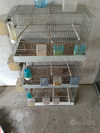 Diamantini mandarino