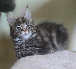 Cuccioli maine coon