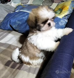 Cucciolo di Shitzu