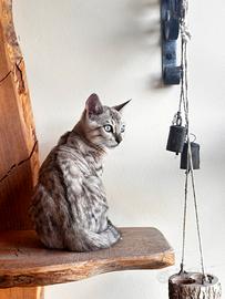 Cucciolo di gatto bengala