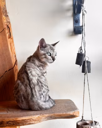 Cucciolo di gatto bengala