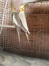 Coppia calopsite riproduttiva