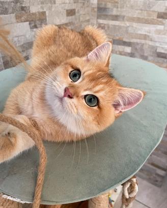 British Shorthair