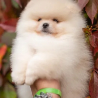 Spitz Pomerania mini Toy nati in casa cn attestat