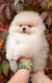 Spitz Pomerania mini Toy nati in casa cn attestat