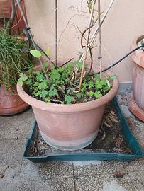 vaso in resina 40x30 con rampicante Hardenbergia