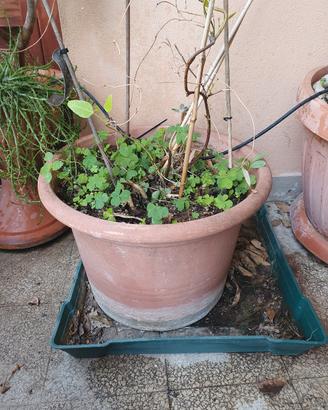 vaso in resina 40x30 con rampicante Hardenbergia