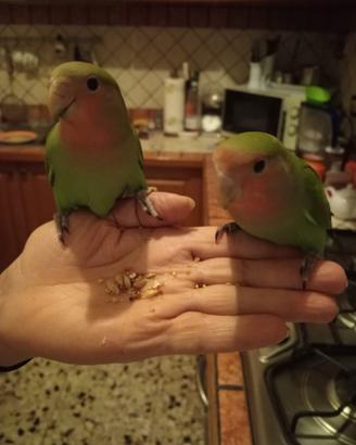 Inseparabili