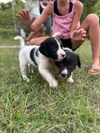 Cuccioli madre Bracco Francese