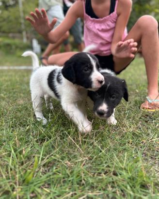 Cuccioli madre Bracco Francese