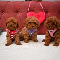 Cuccioli di barboncini mini toy maschi femmine