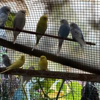 Cocorite pappagallini ondulati