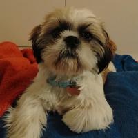 Cucciolo shitzu maschio