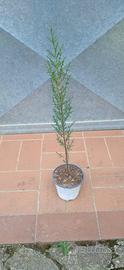 Pianta cipresso toscano h 40 45 cm vaso 14