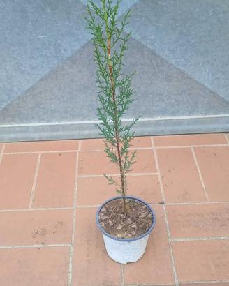 Pianta cipresso toscano h 40 45 cm vaso 14