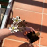 Drosera Binata - SEMI