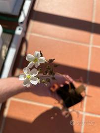 Drosera Binata - SEMI