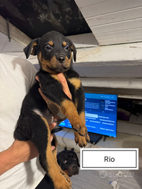 Cucciolo di Rottweiler con pedigree