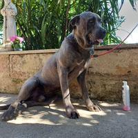 Cuccioli di cane Corso
