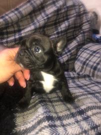 Bull dog francese Nata in Casa