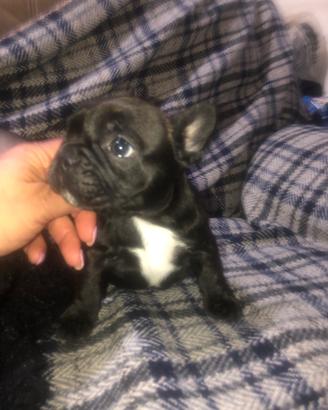 Bull dog francese Nata in Casa
