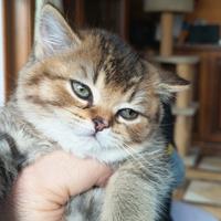Cucciola British shorthair con pedigree