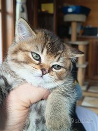 Cucciola British shorthair con pedigree