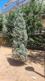 Piante da giardino 