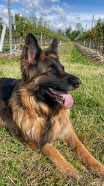 Accoppiamento Pastore Tedesco con pelo lungo