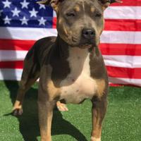 American pitbull terrier