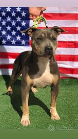 American pitbull terrier