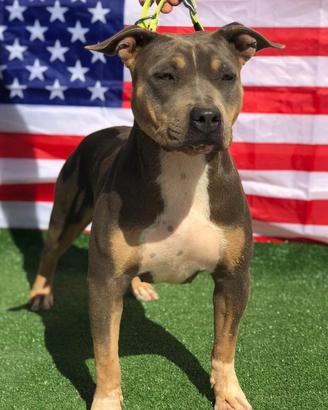 American pitbull terrier