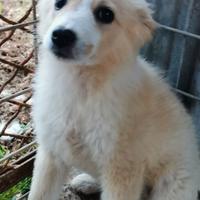 Cucciola in adozione