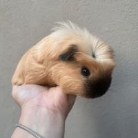 Cuccioli di Porcellino d'India Selezionati