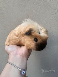 Cuccioli di Porcellino d'India Selezionati