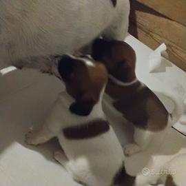 i cuccioli jack russell 