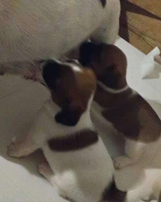 i cuccioli jack russell 