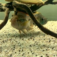 Ciclidi americani e africani