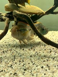 Ciclidi americani e africani