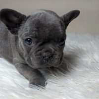 Bulldog francesi blu merle
