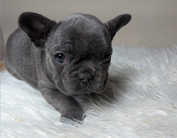 Bulldog francesi blu merle