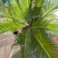 Pianta Cycas  in vaso grande