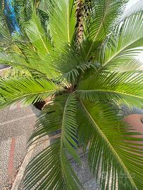 Pianta Cycas  in vaso grande