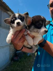 Welsh Corgi Pembroke con Pedigree