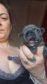 Bulldog francesi