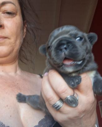 Bulldog francesi