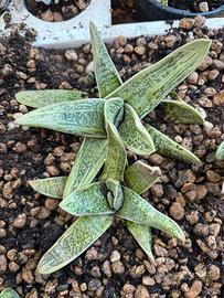 Gasteria pianta grassa