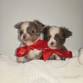 Cuccioli di chihuahua con pedigree